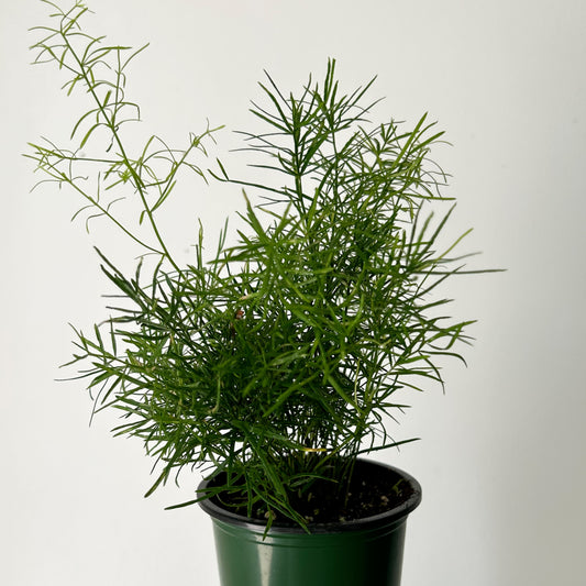 Asparagus Fern (Sprengeri) 3.5" pot