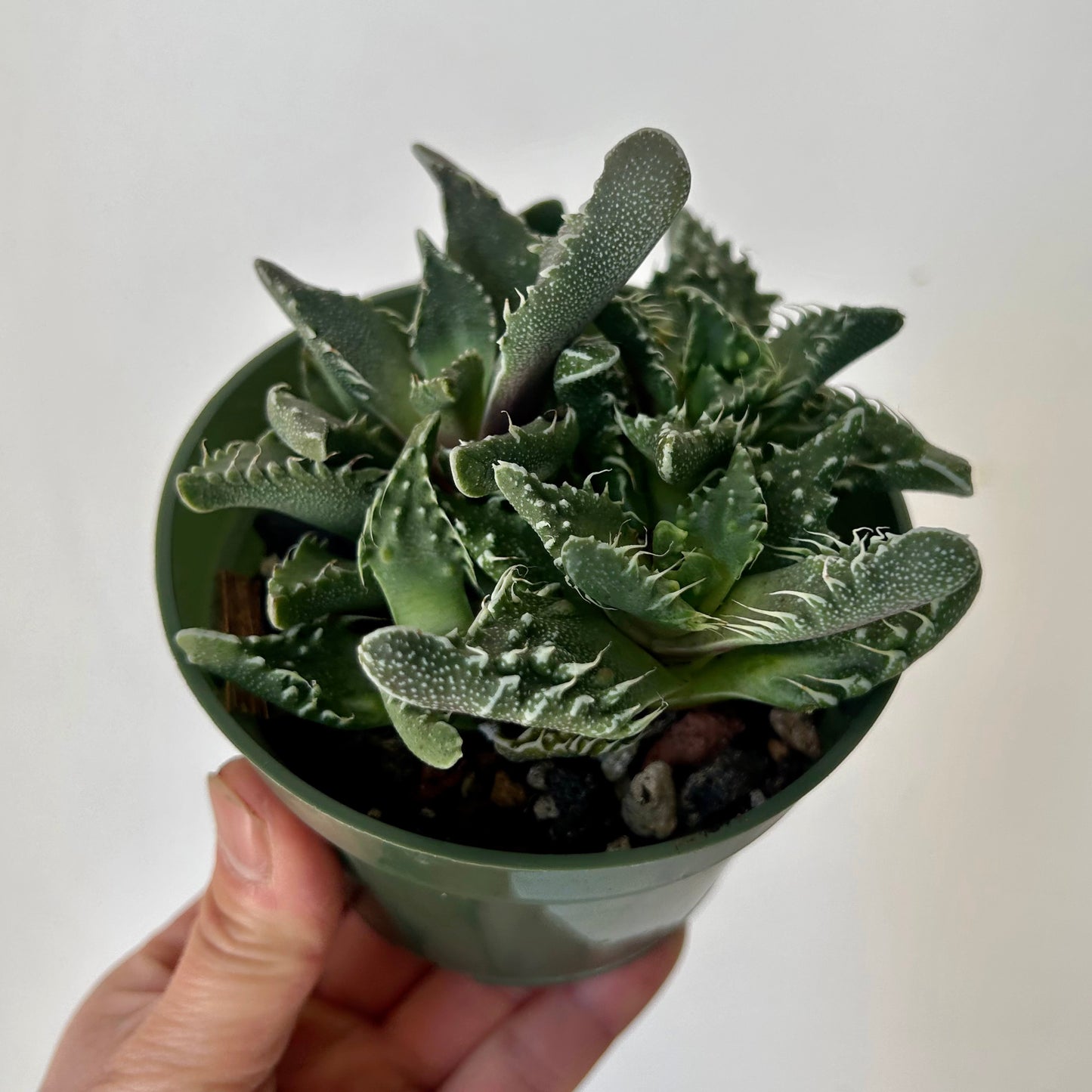 Tiger Jaw Succulent (Faucaria tigrina) 4” pot
