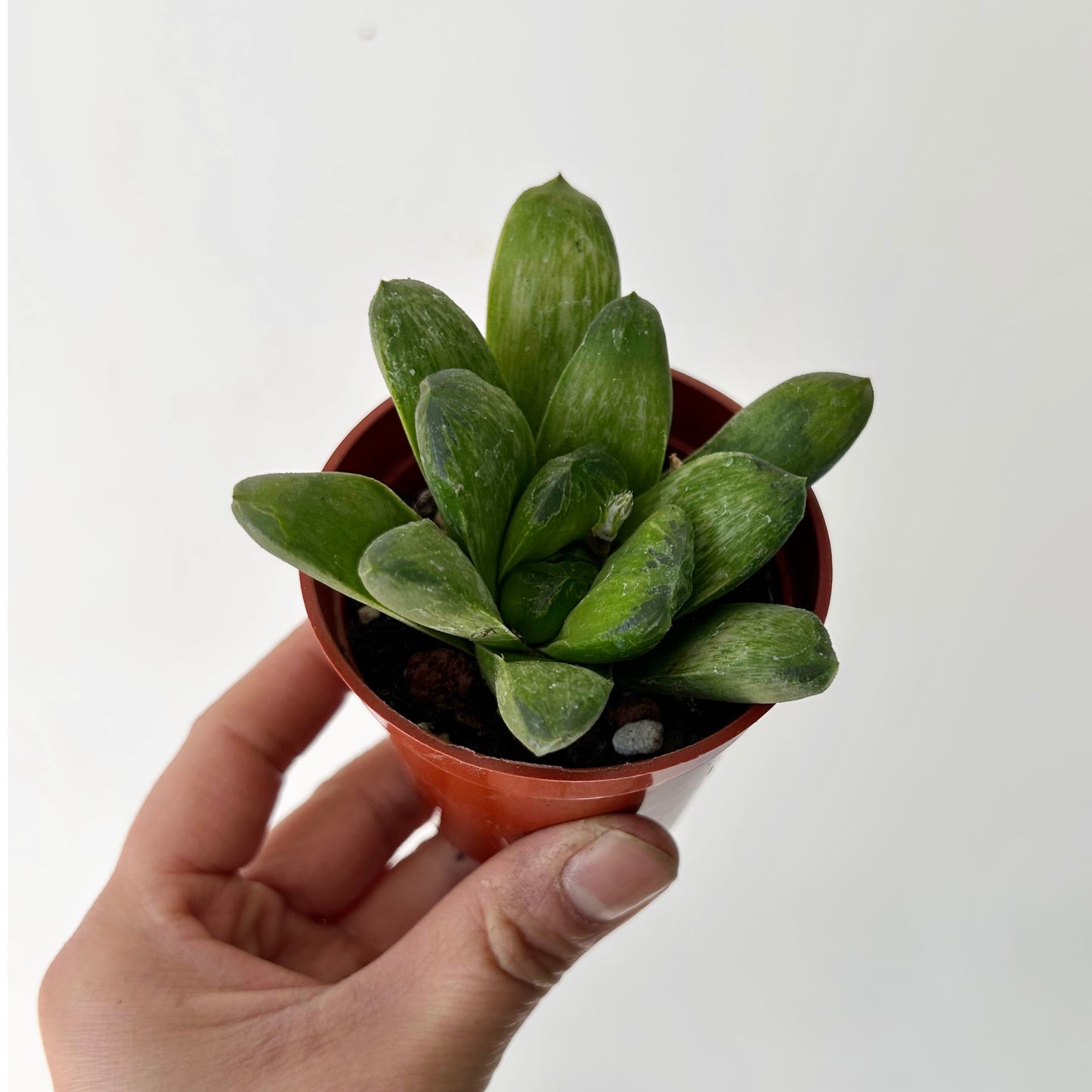 Haworthia truncata x restusa 3.5”pot