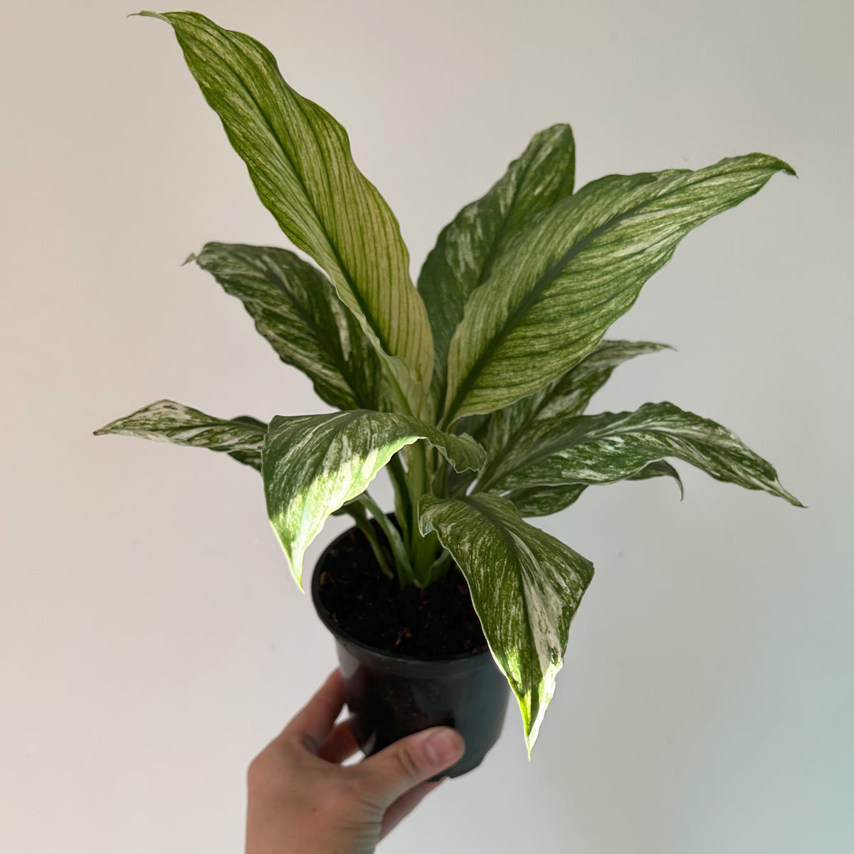 Spathiphyllum Variegated "Jessica" 4” pot