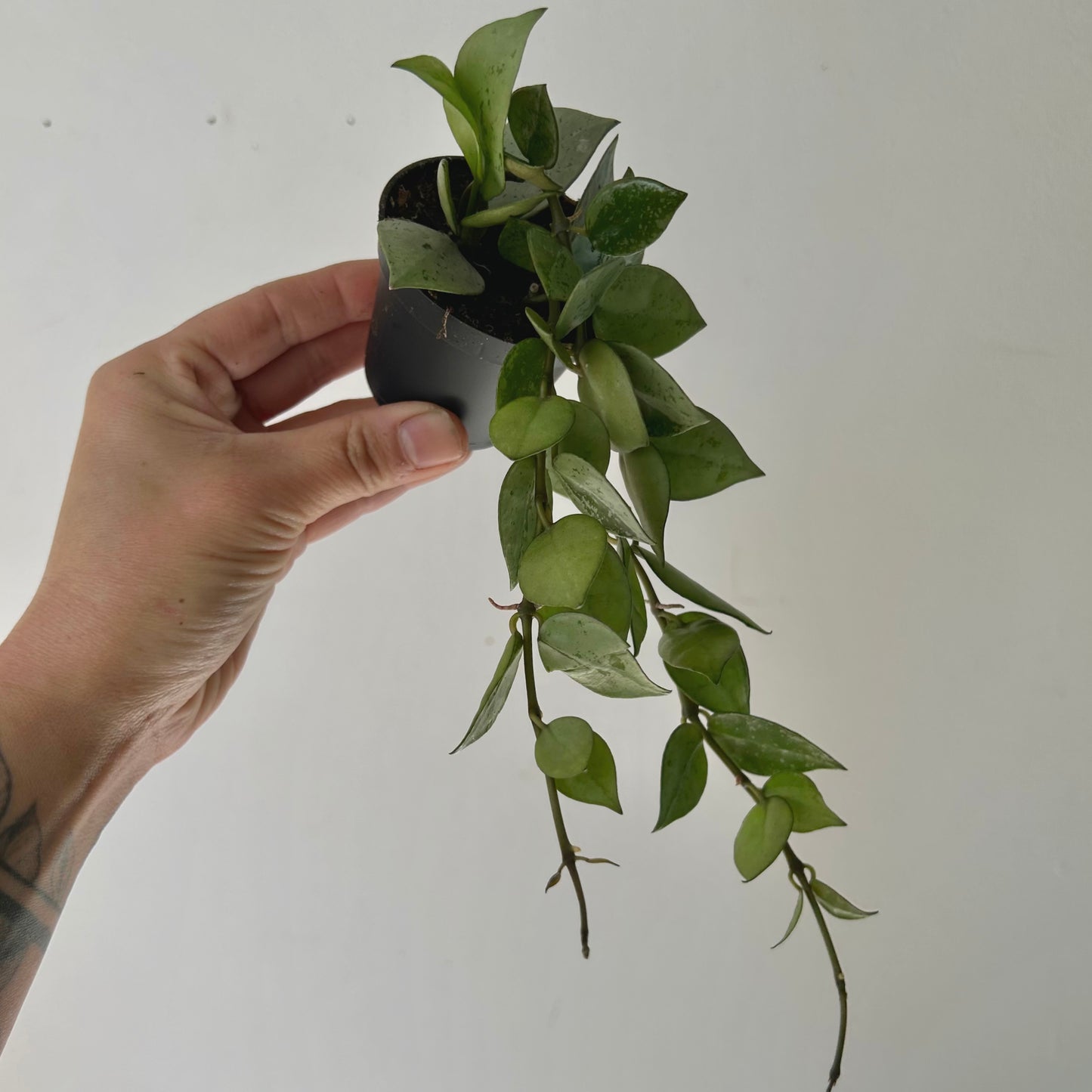 Hoya Krohniana Silver 2.5”pot