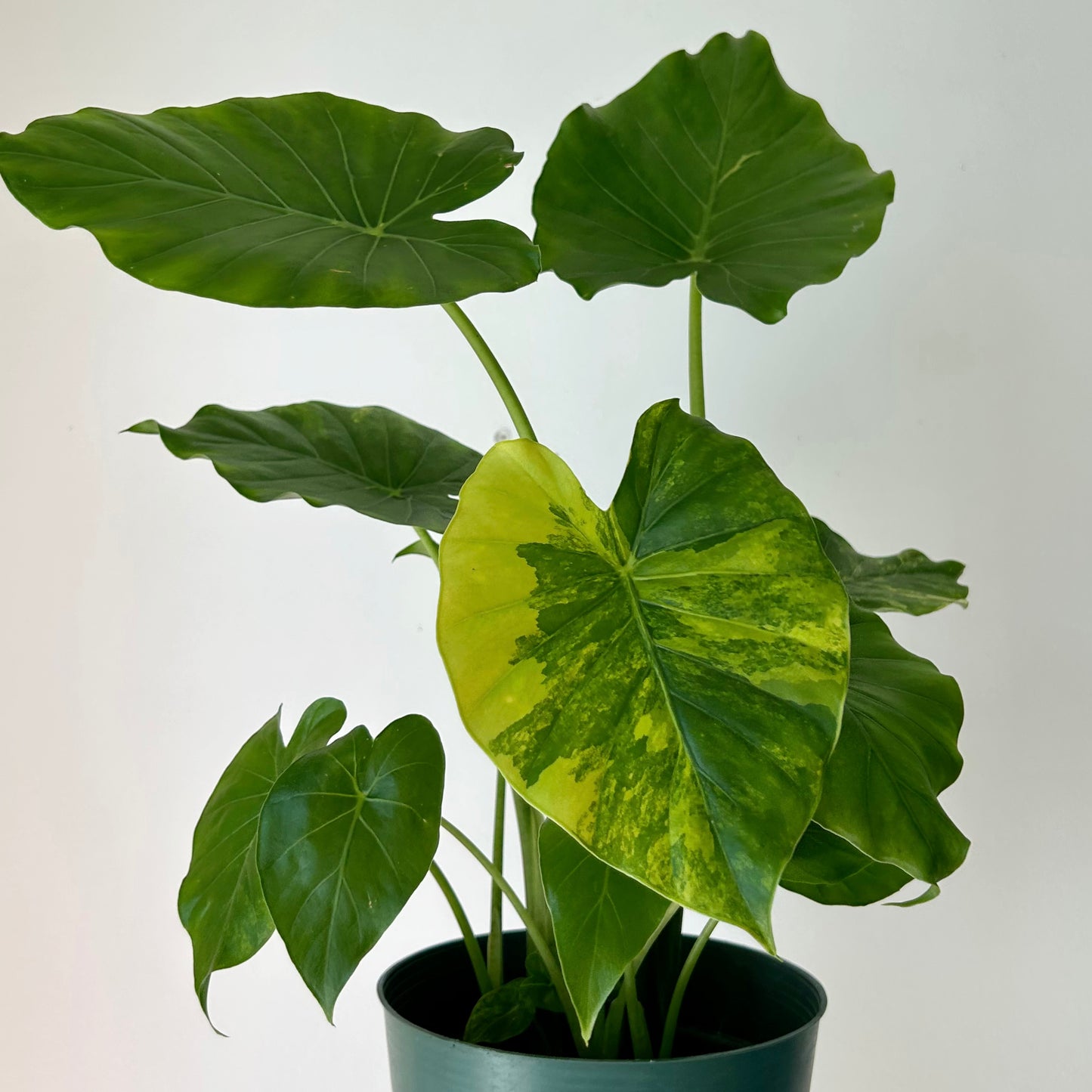 Alocasia odora aurea variegata 6”pot