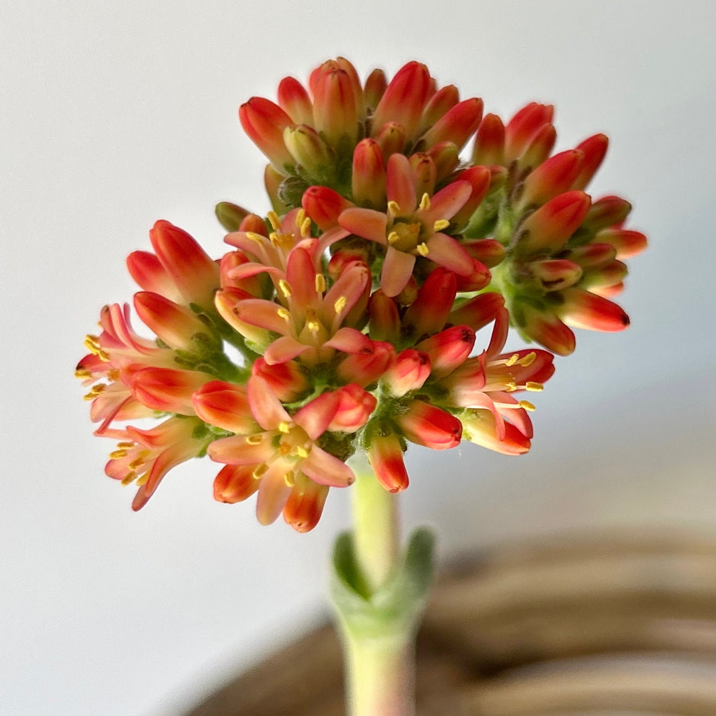 Propeller Succulent (Crassula falcata) 4”pot
