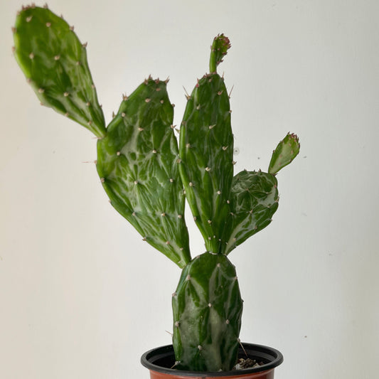 Variegated Opuntia 4” pot