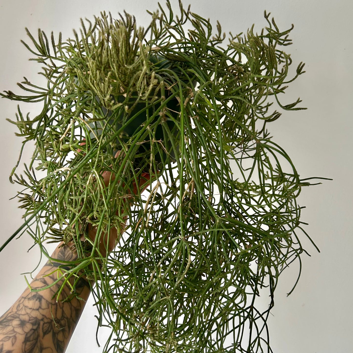 Rhipsalis prismatica 6" pot