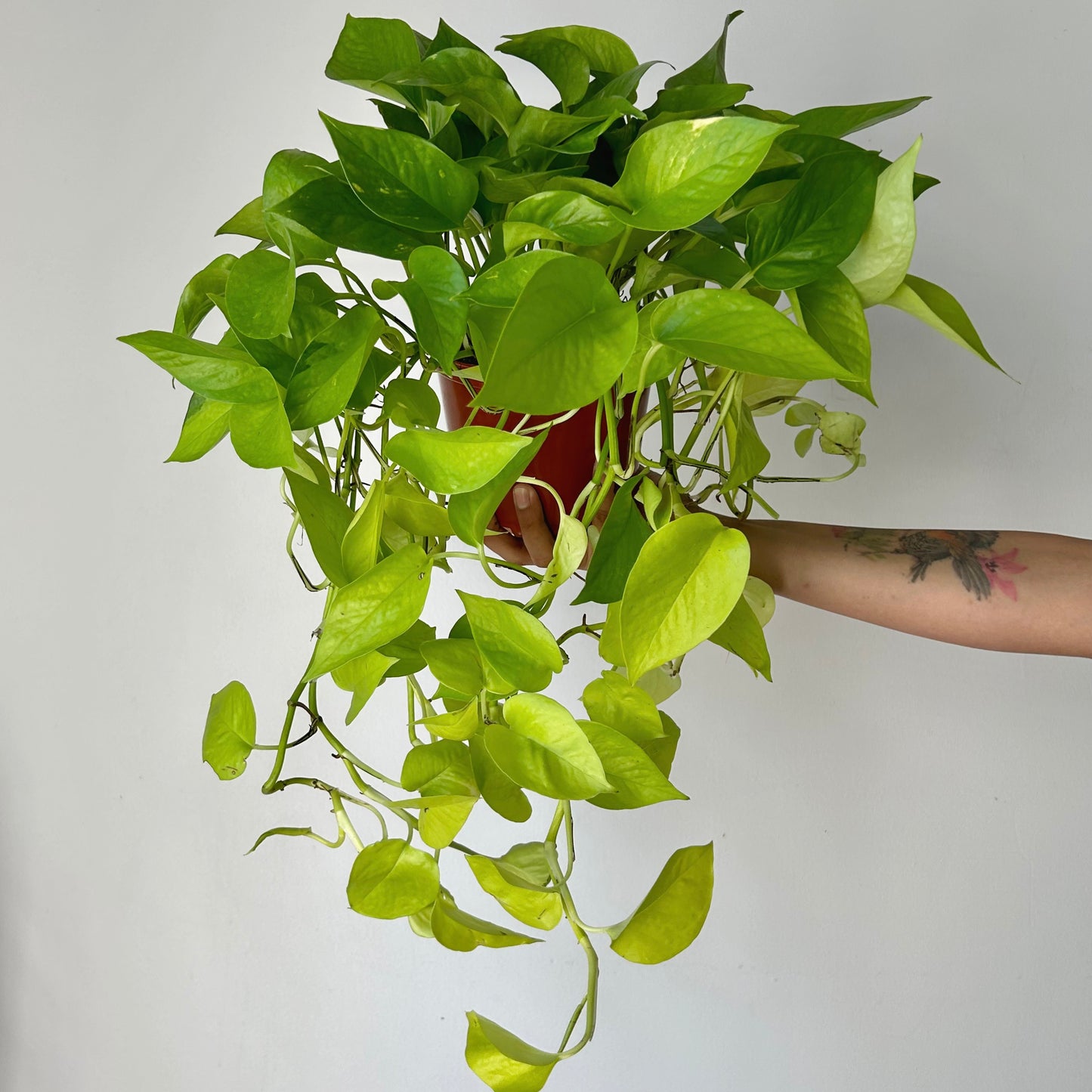 Neon Pothos in 6” pot