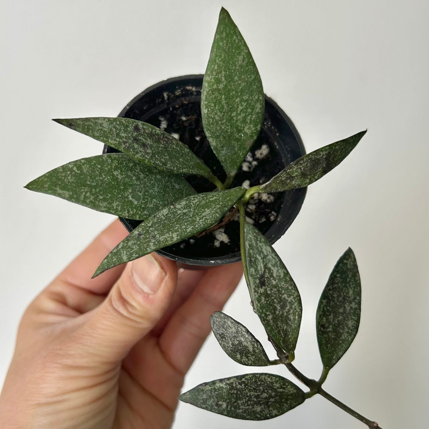 Hoya parviflora splash 2.5” pot
