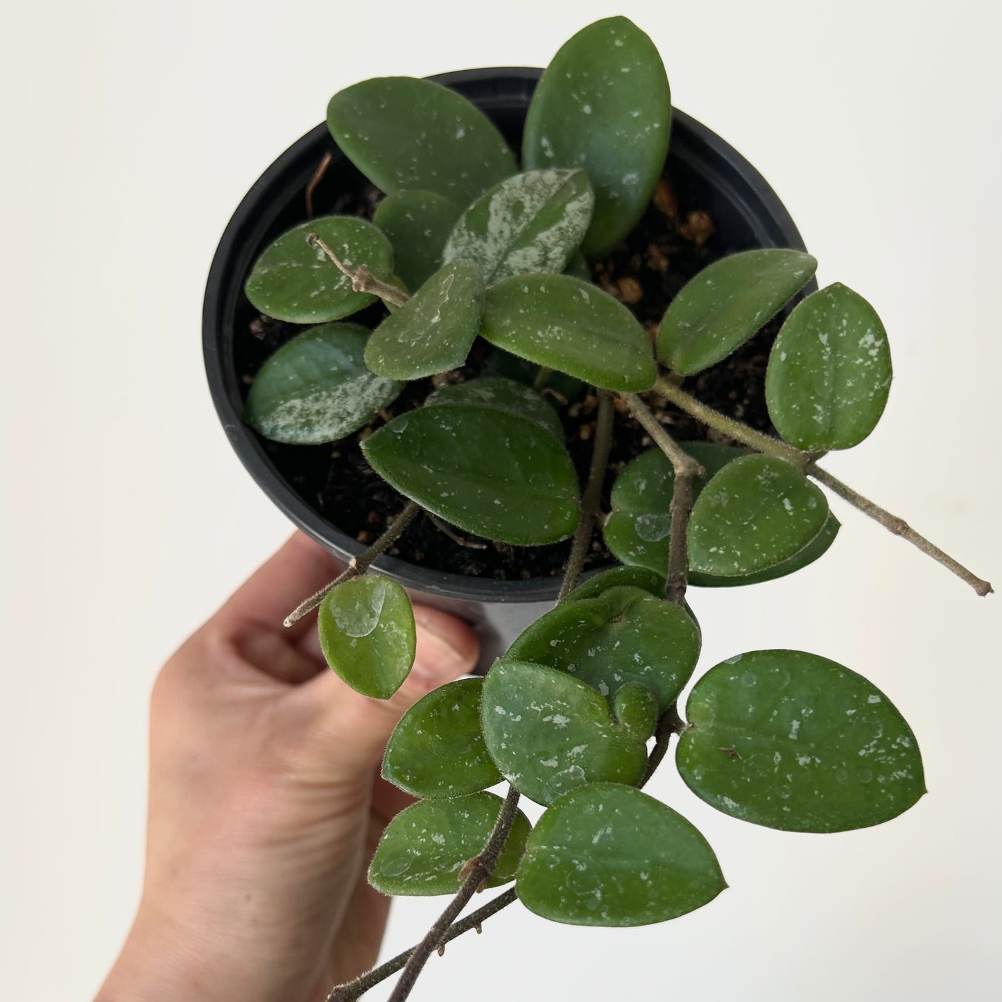 Hoya Mathilde “Splash” 4”pot