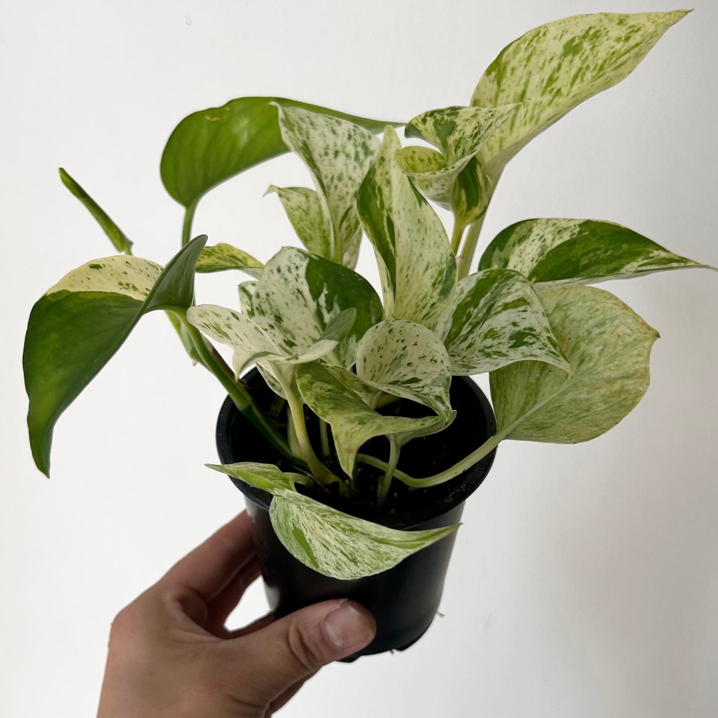 Marble Queen Pothos 3.5” pot