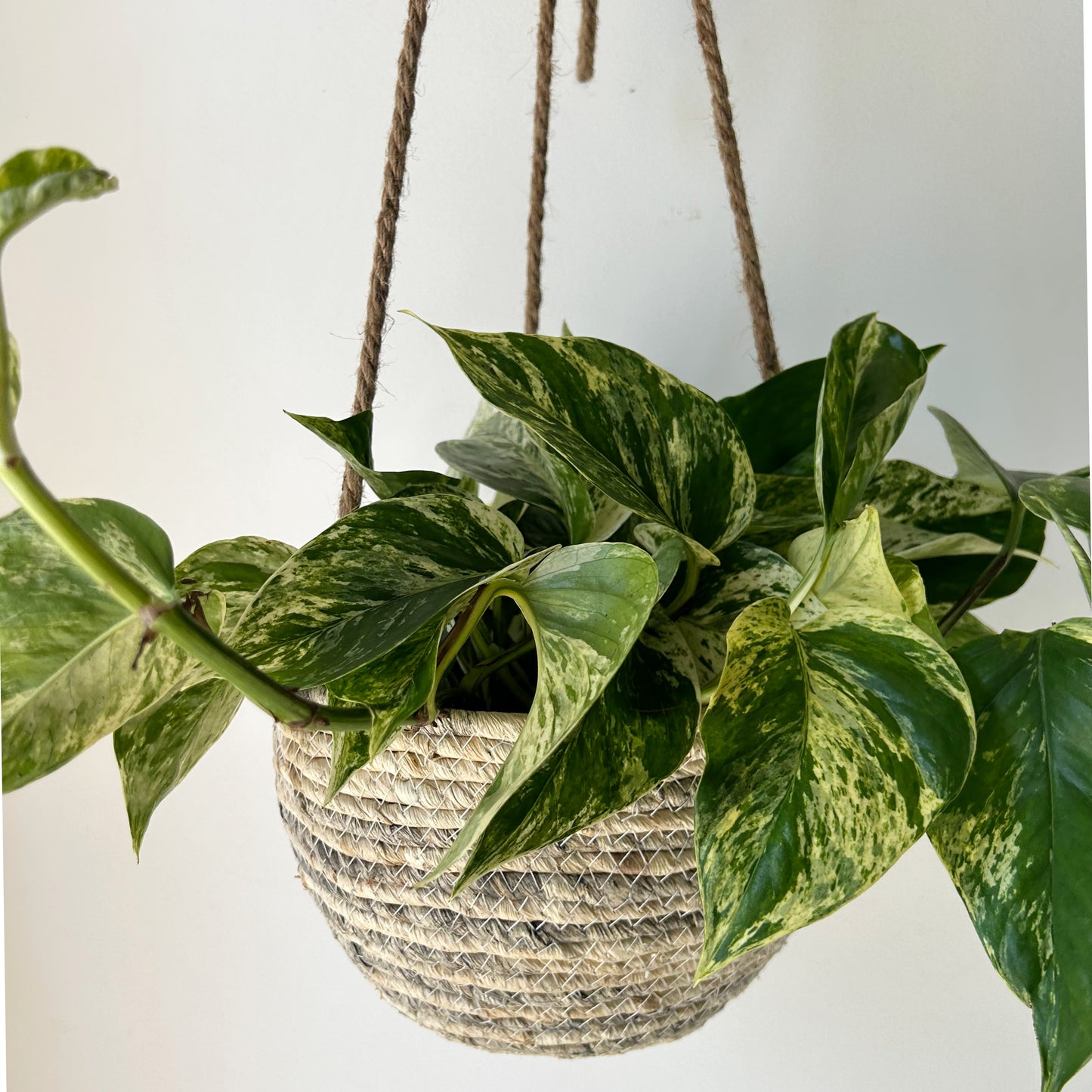 Hanging Plant Basket (fits up to 8”diameter)