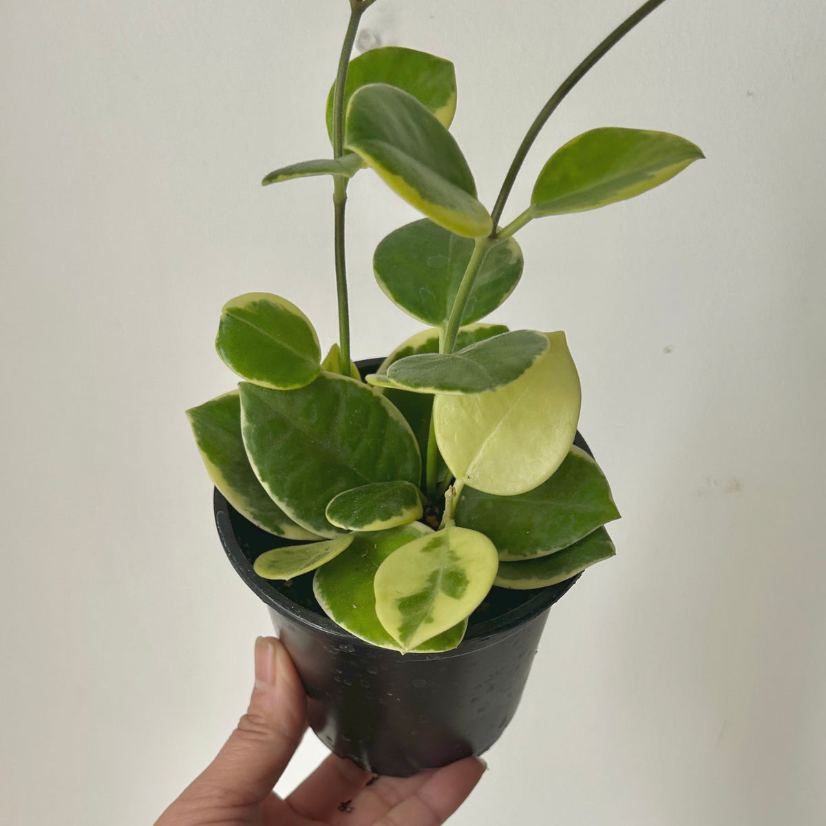 Variegated Hoya australis (Outer-variegation) 4” pot