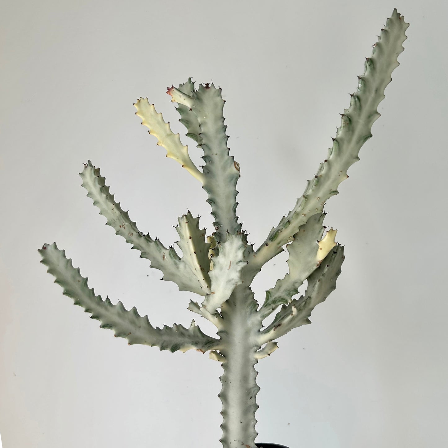 Euphorbia Lactea 'White Ghost' 4”pot approximately 22 inches tall