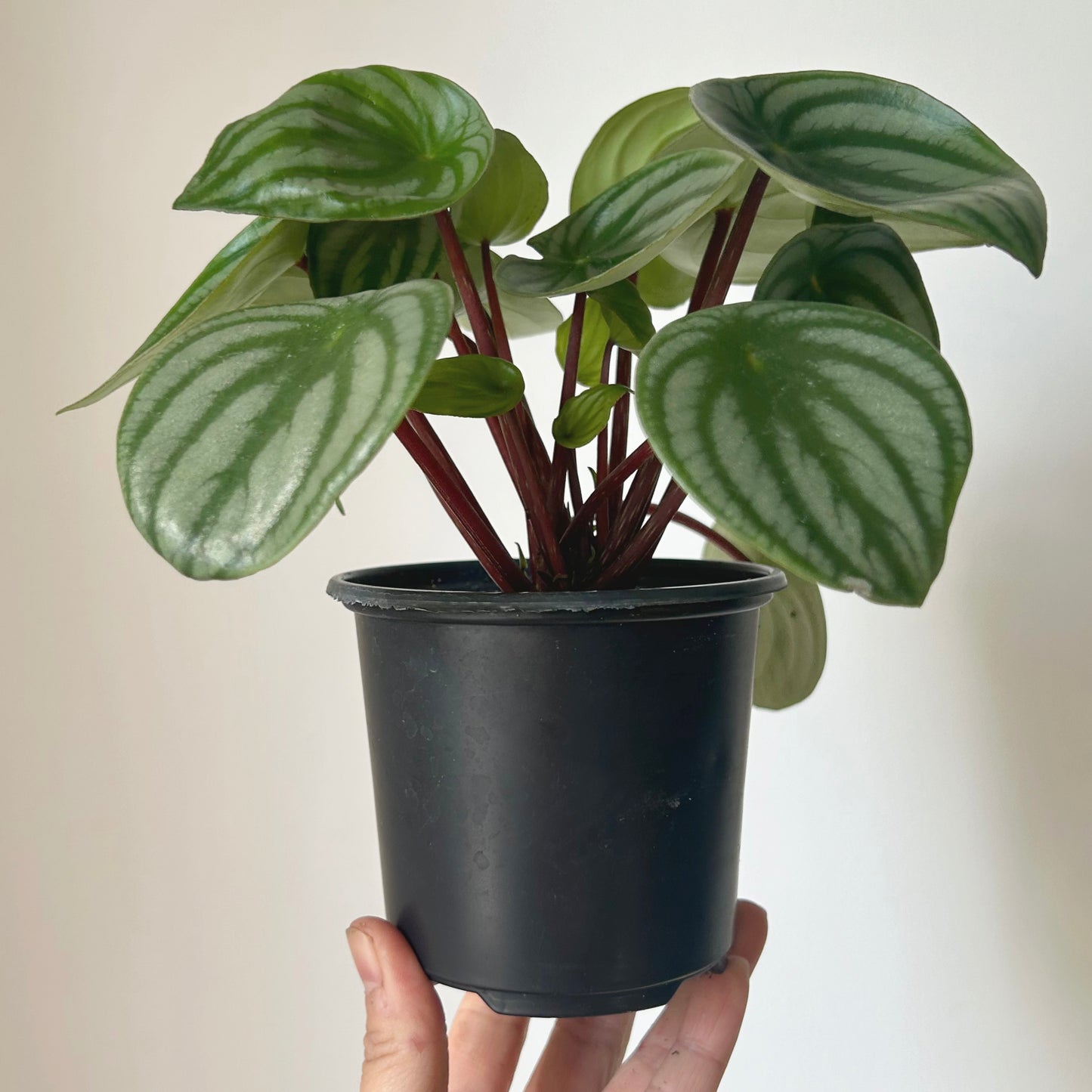 Peperomia argyreia “Watermelon" 4”pot