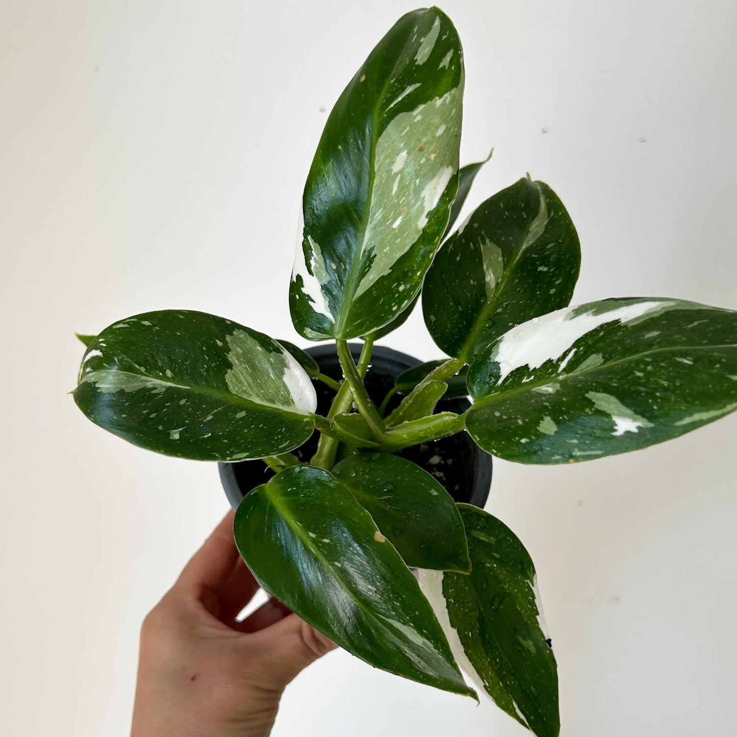 Philodendron "White Wizard" 4”pot