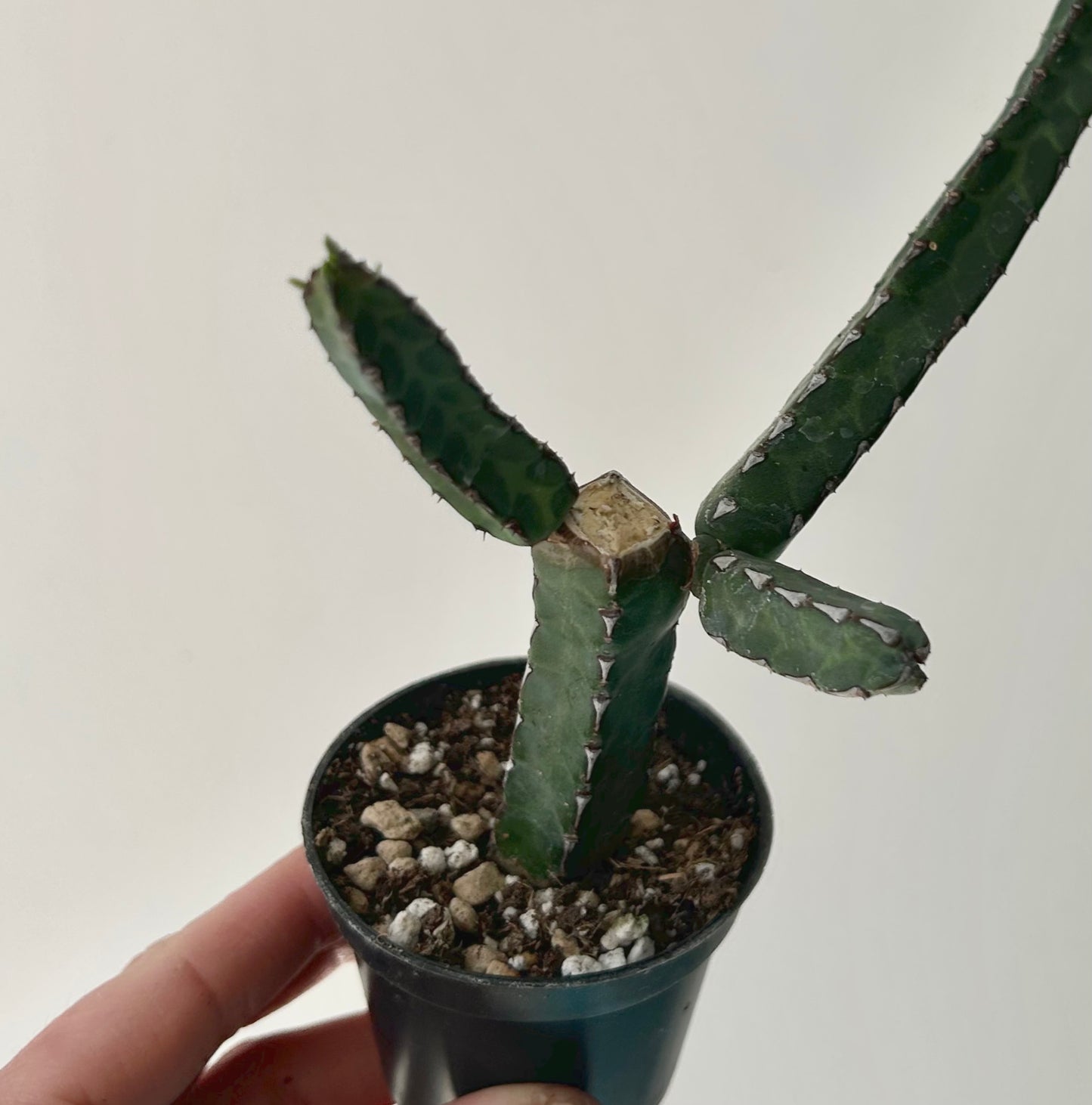Euphorbia heterochroma 2.5” pot