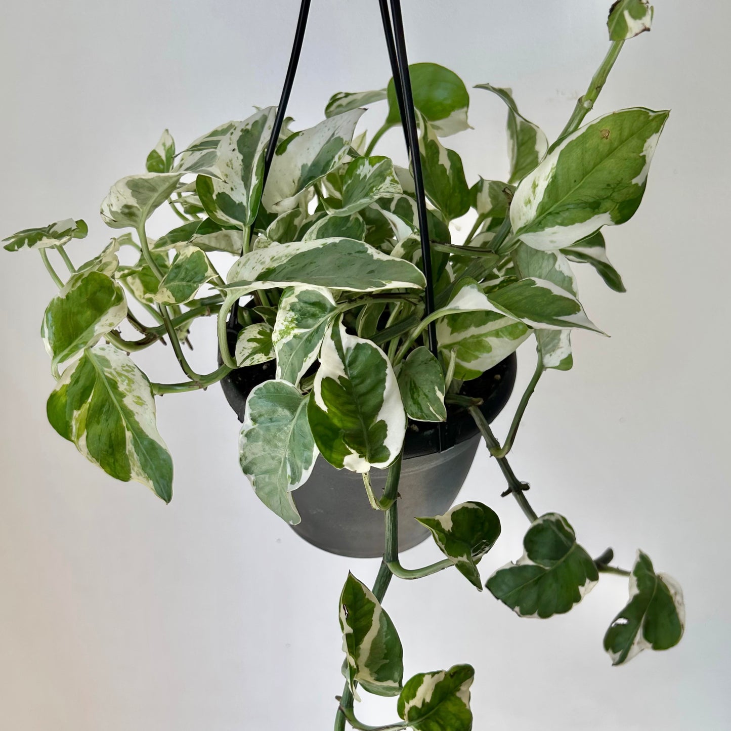 Pothos “Pearl & Jade” 6” hanging basket