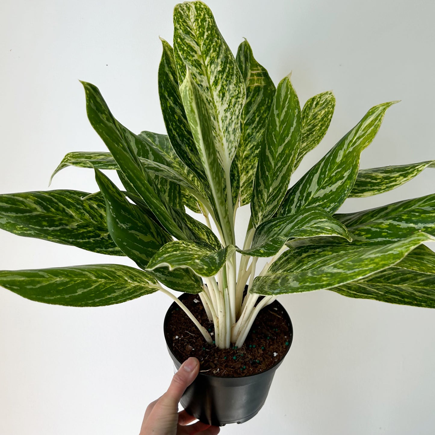Aglaonema “Golden Madonna” 6" pot