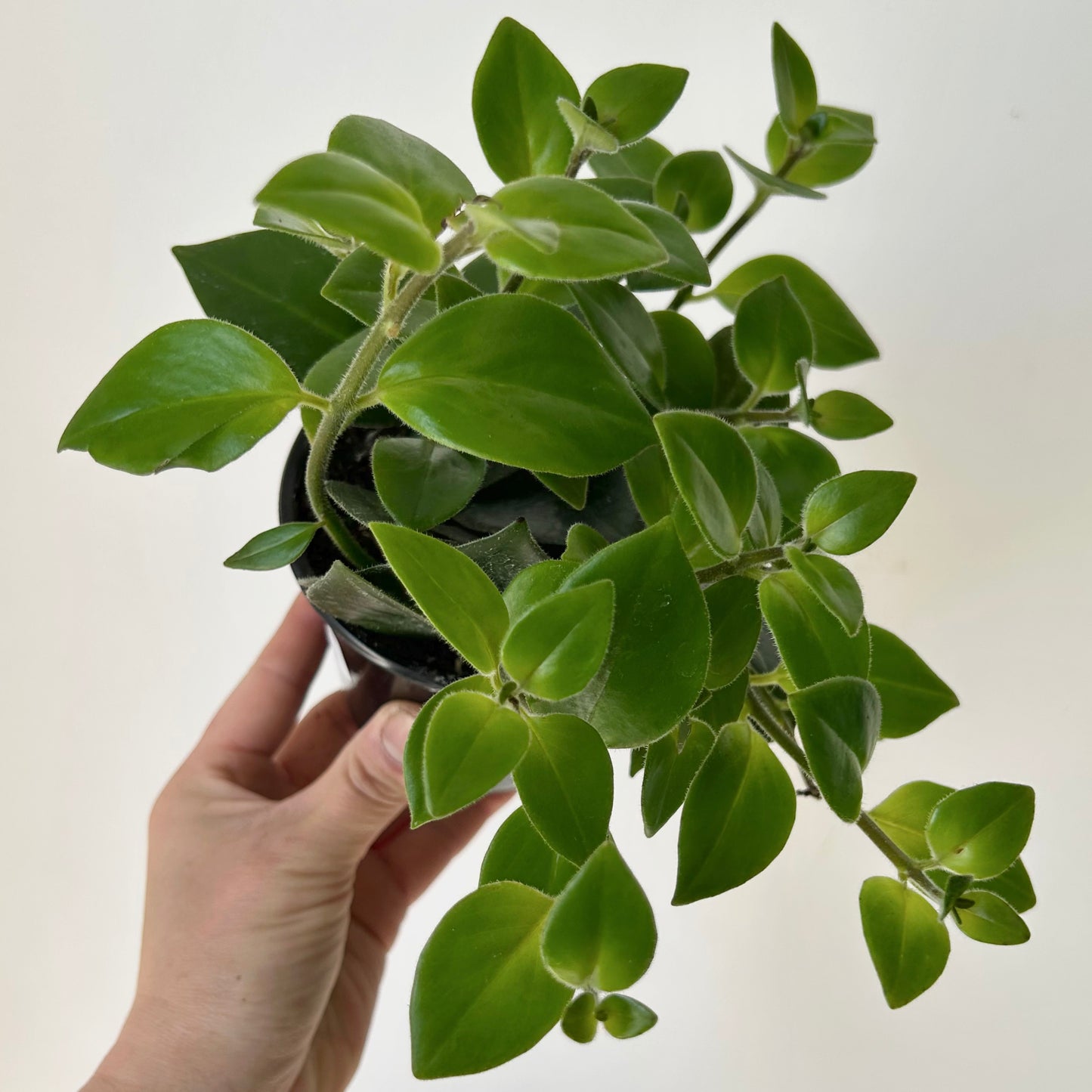 Mona Lisa Lipstick Plant (Aeschynanthus) 4" pot