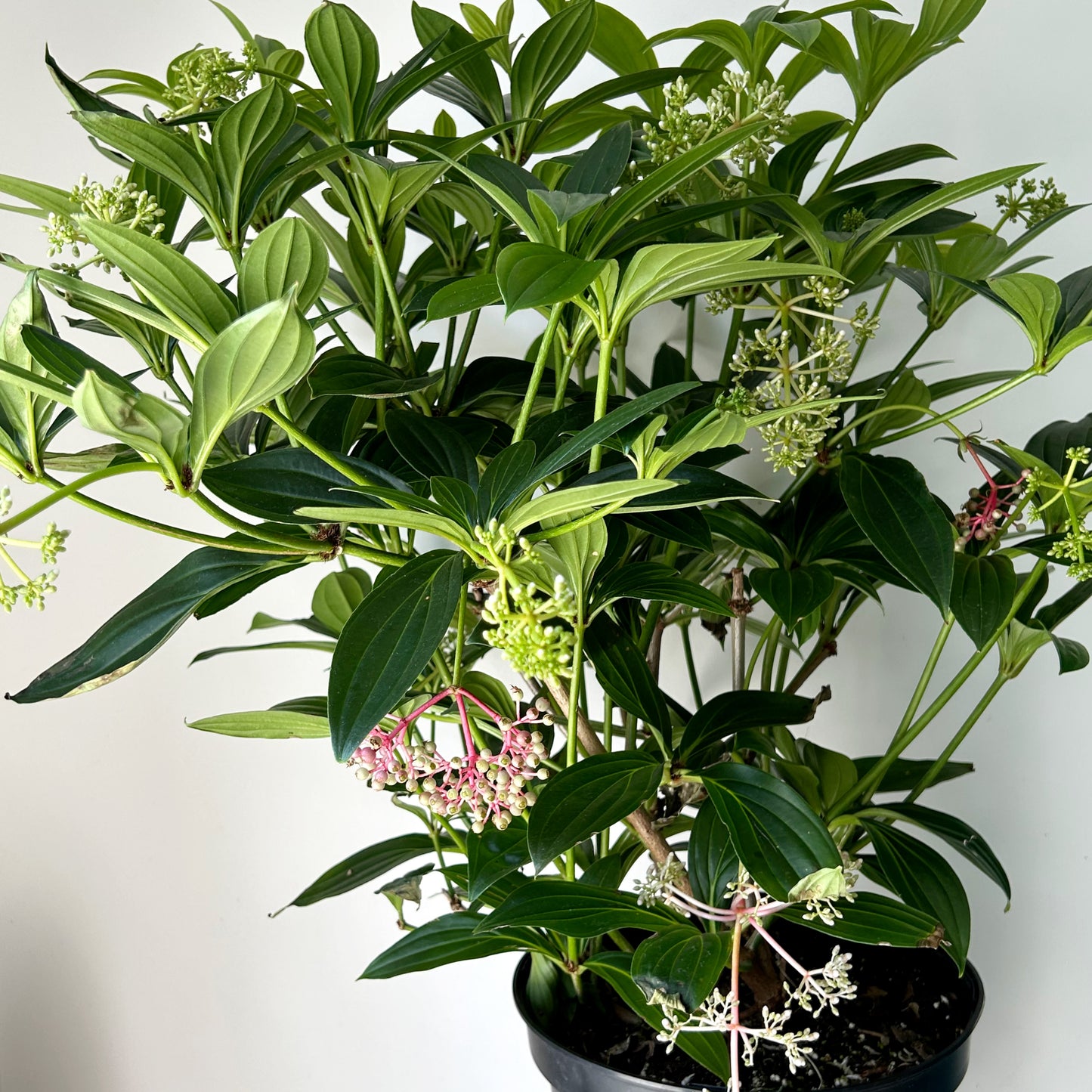 Medinilla 10” pot