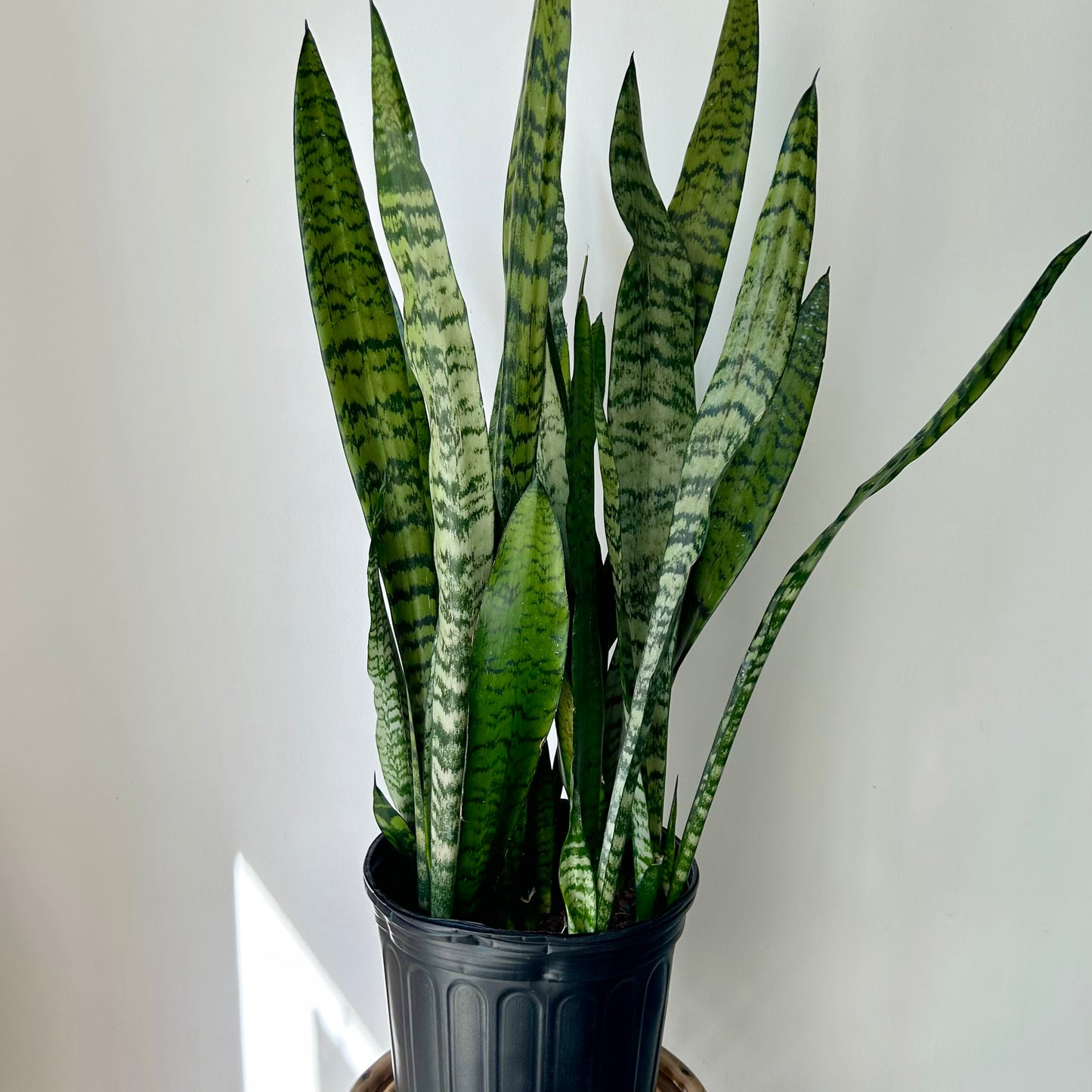 Sanseveiria zeylanica approximately 3ft tall in 8.5”pot