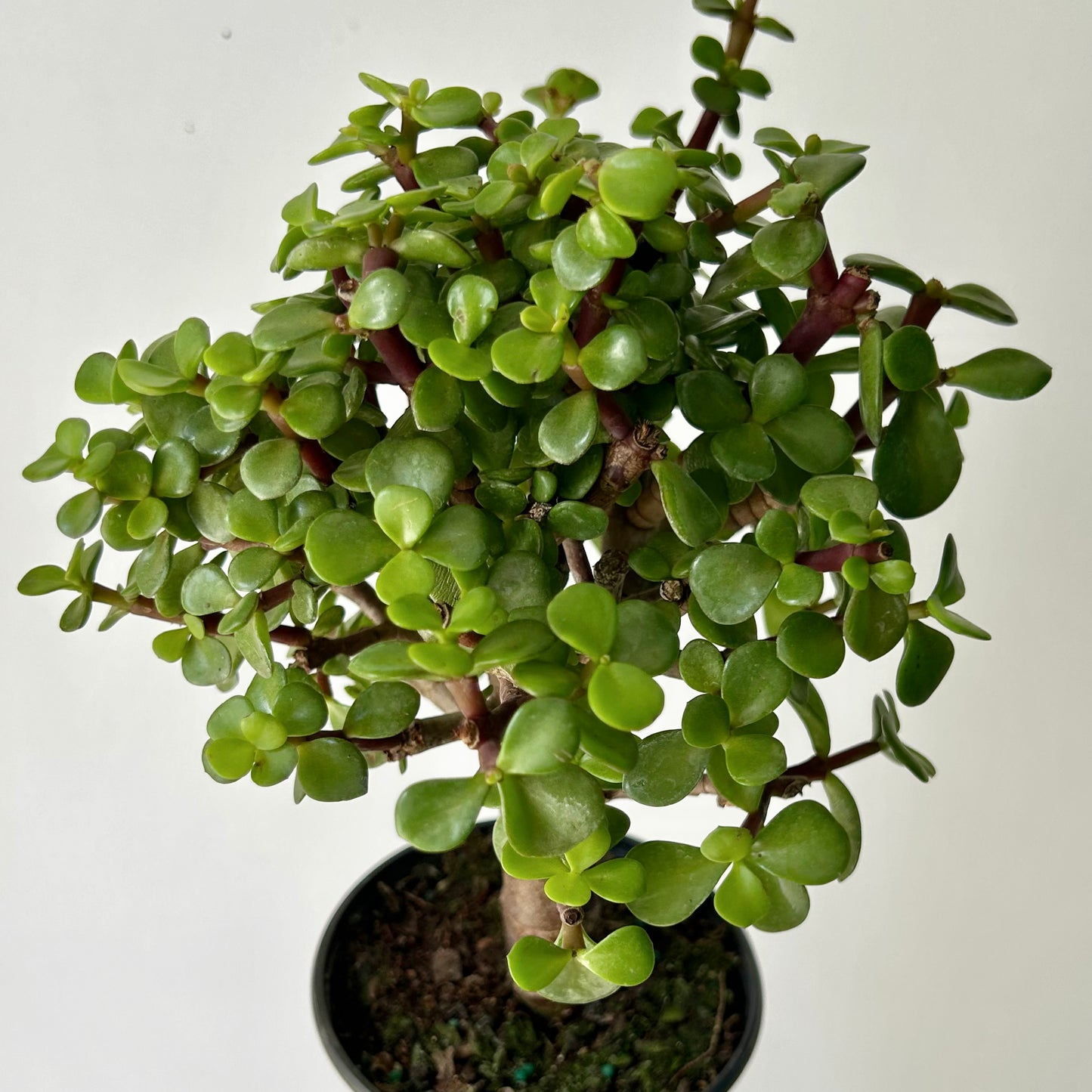 Elephant Jade PREFINISHED Bonsai Tree (Portulacaria Afra) 4"pot