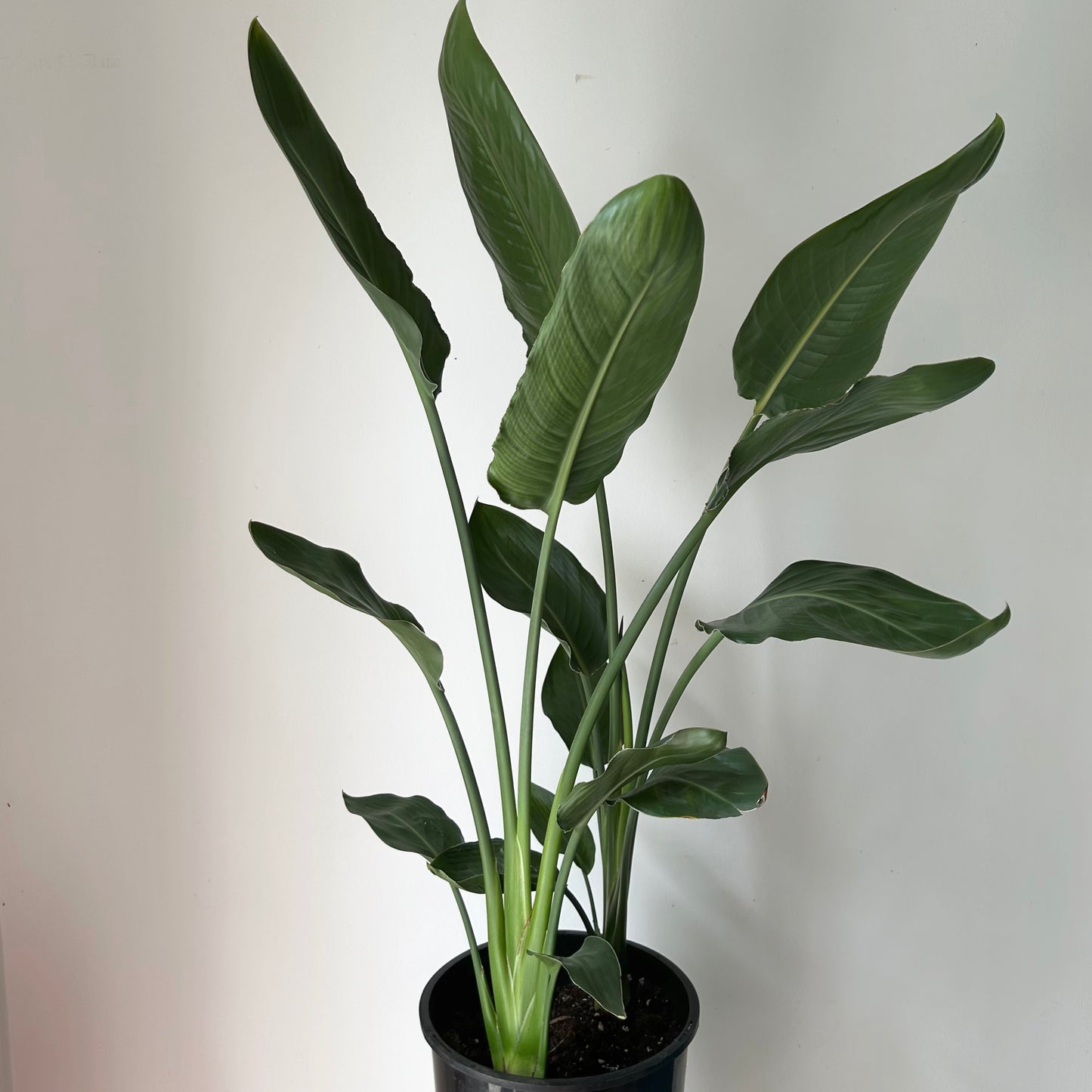 Bird of Paradise (Orange) approximately 3 ft tall in 10” pot