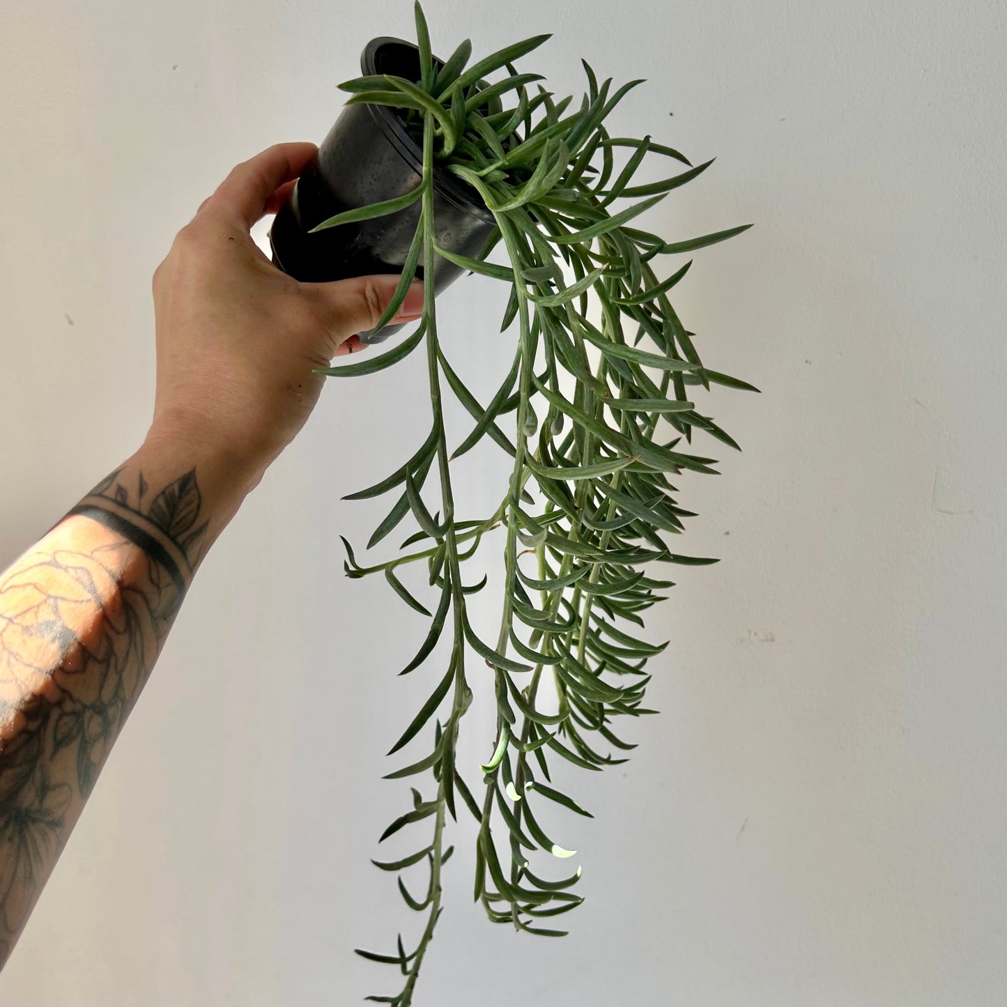 String of Hooks (senecio) 3.5” pot