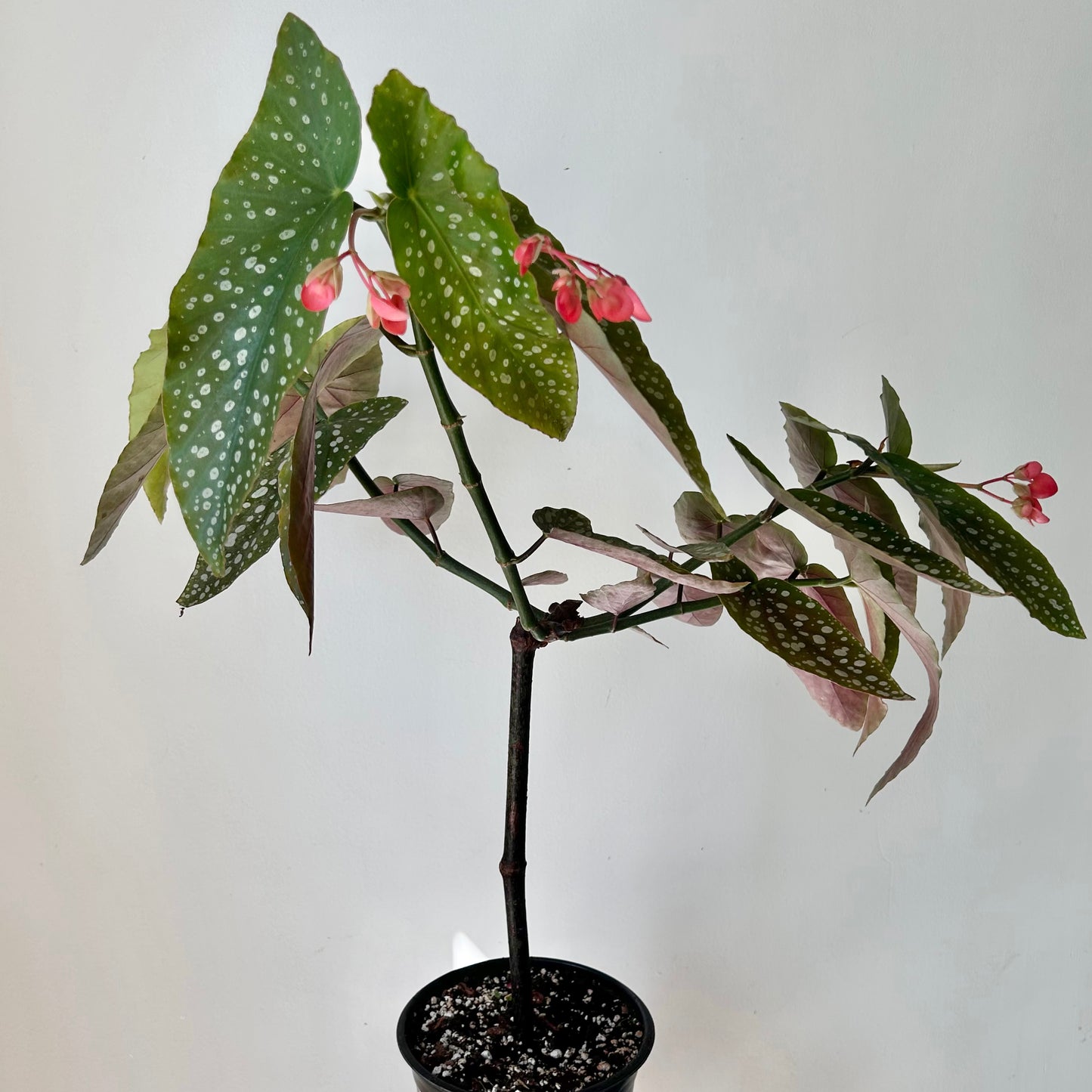 Bamboo Begonia Tamaya (Pink Flowers) approximately 2 ft tall in 6”pot