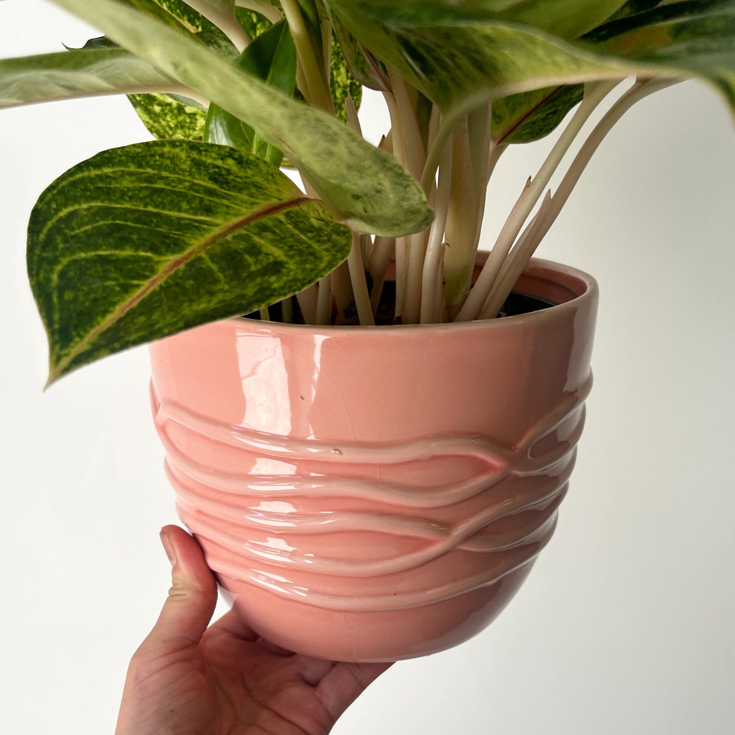 ROSLYN Cover Pot (6.5”x5.5”) available in ROSEY PEACH & WHITE