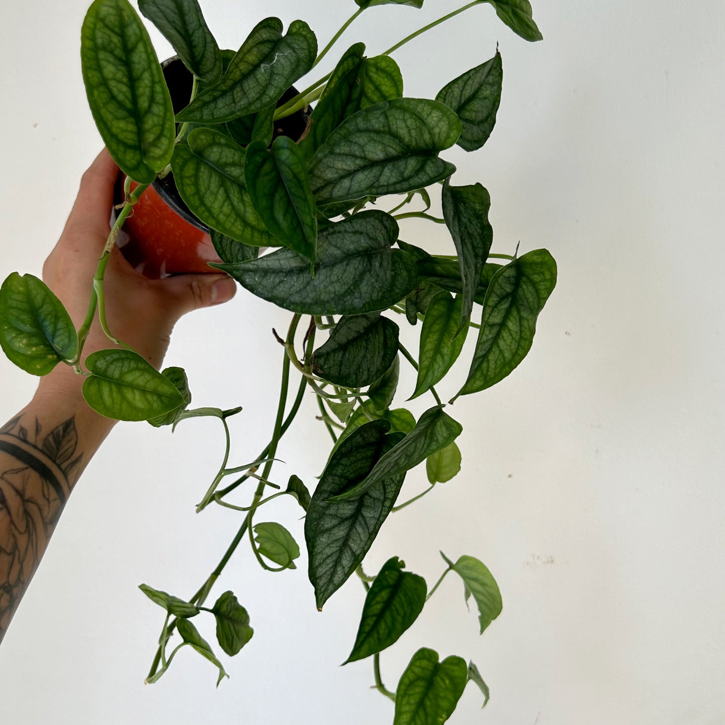 Monstera Siltepecana 4” pot