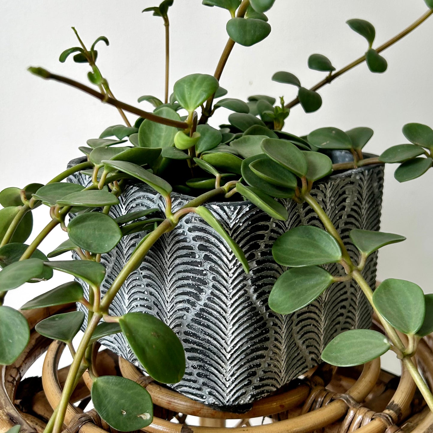 CLEO Decorative Square Pot (6”X6”X6”)
