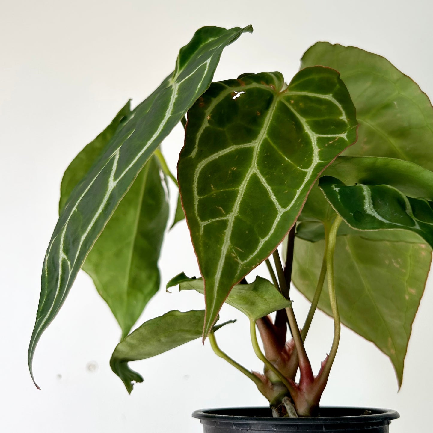 Anthurium crystallinum 3.5”pot