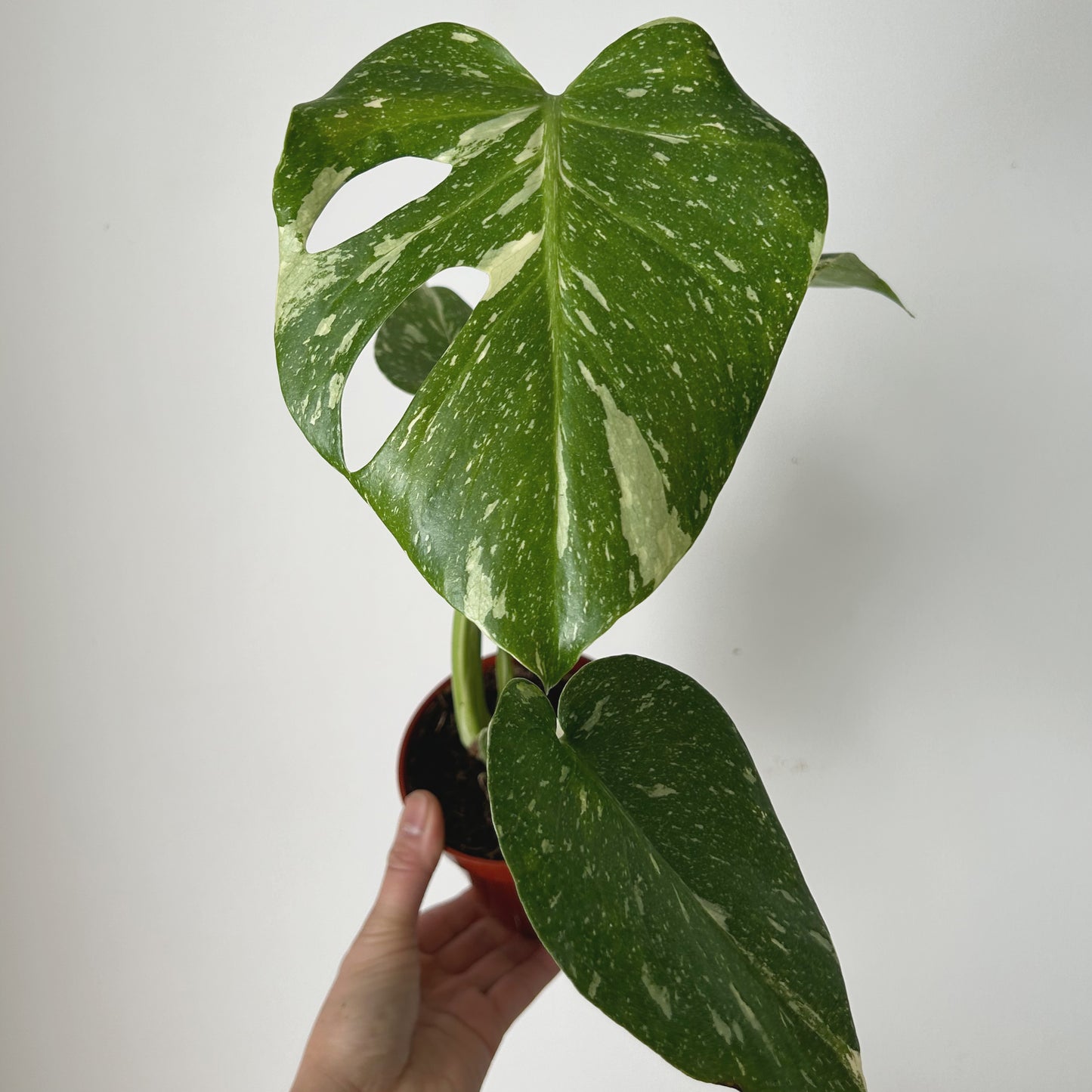 Monstera “Thai Constellation" 3.5”pot