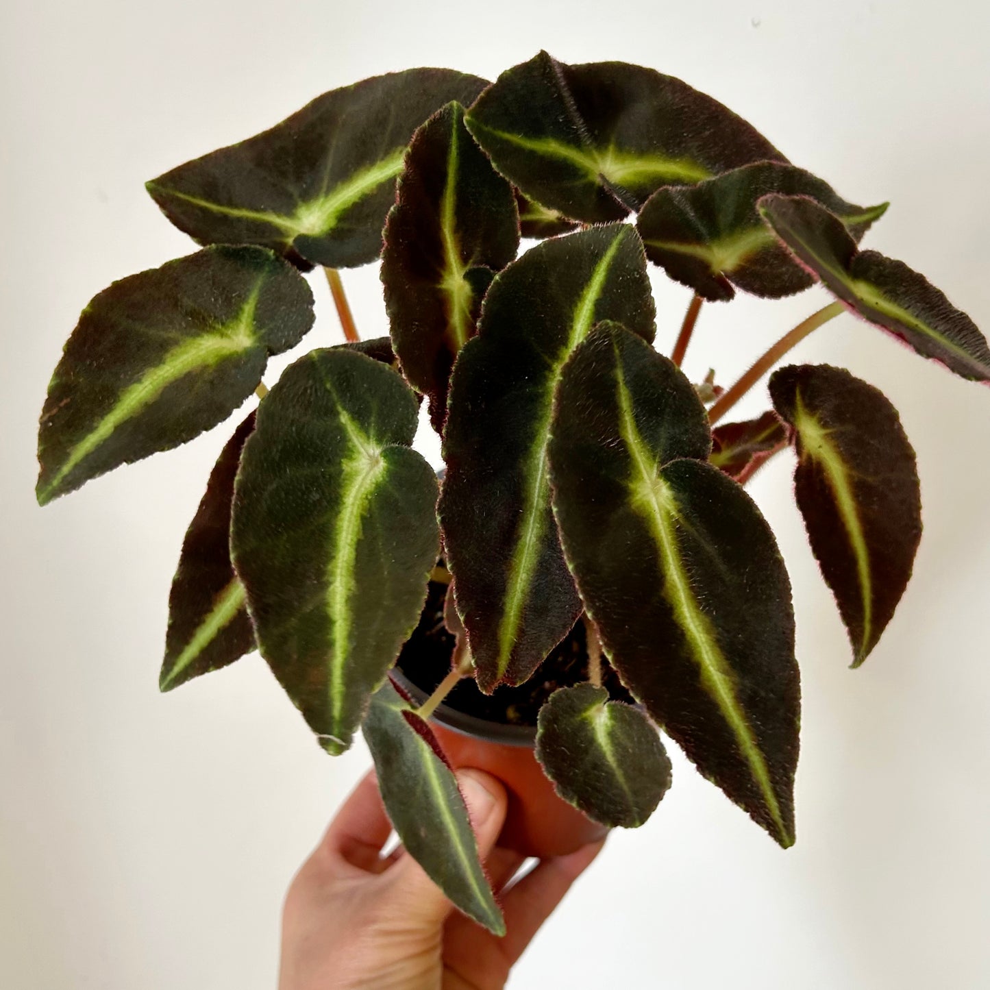 Begonia listada 4” pot