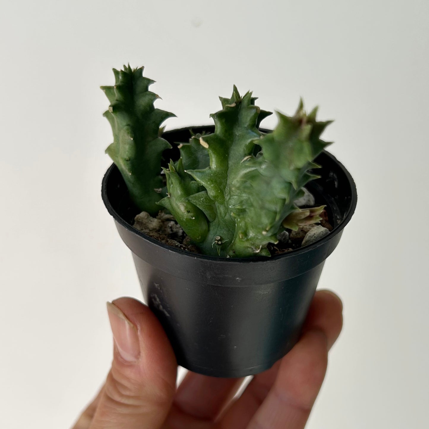 Huernia 2.5” pot