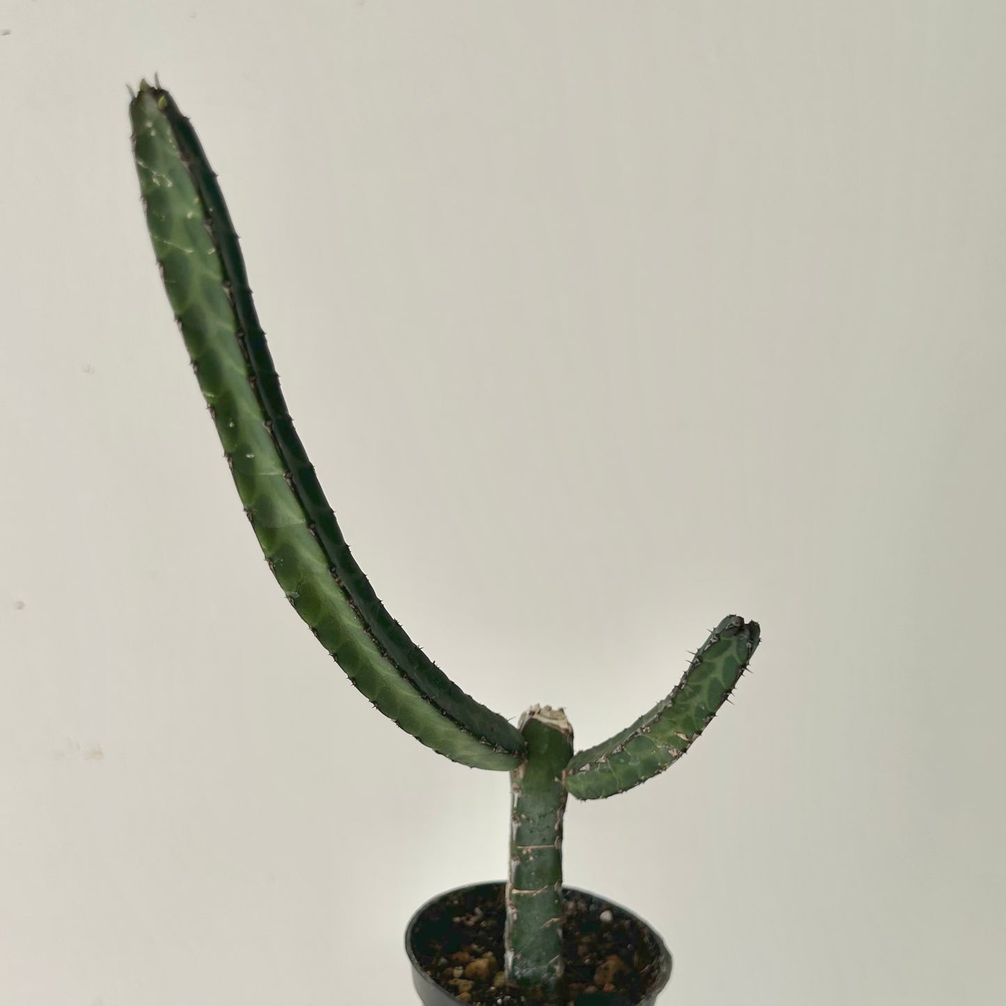 Euphorbia heterochroma 2.5” pot