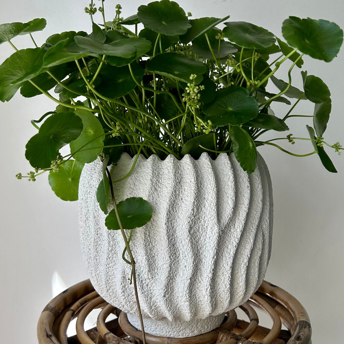CASPIAN decorative textured cement pot (available in two sizes)