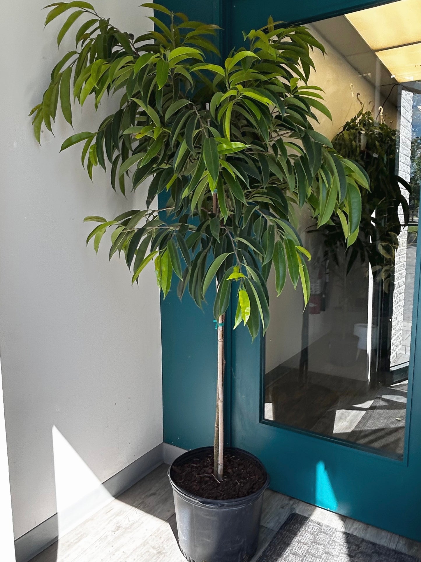 Ficus ‘Amstel King’ 6 ft+ tall 14” pot