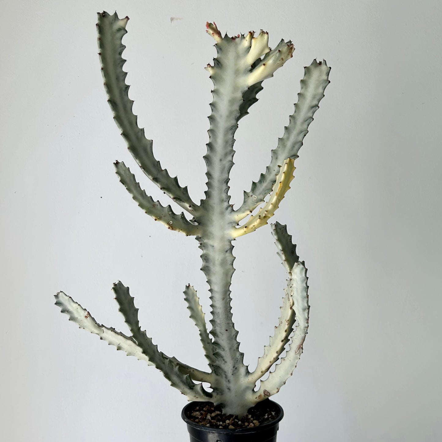 Euphorbia Lactea 'White Ghost' 4”pot approximately 22 inches tall