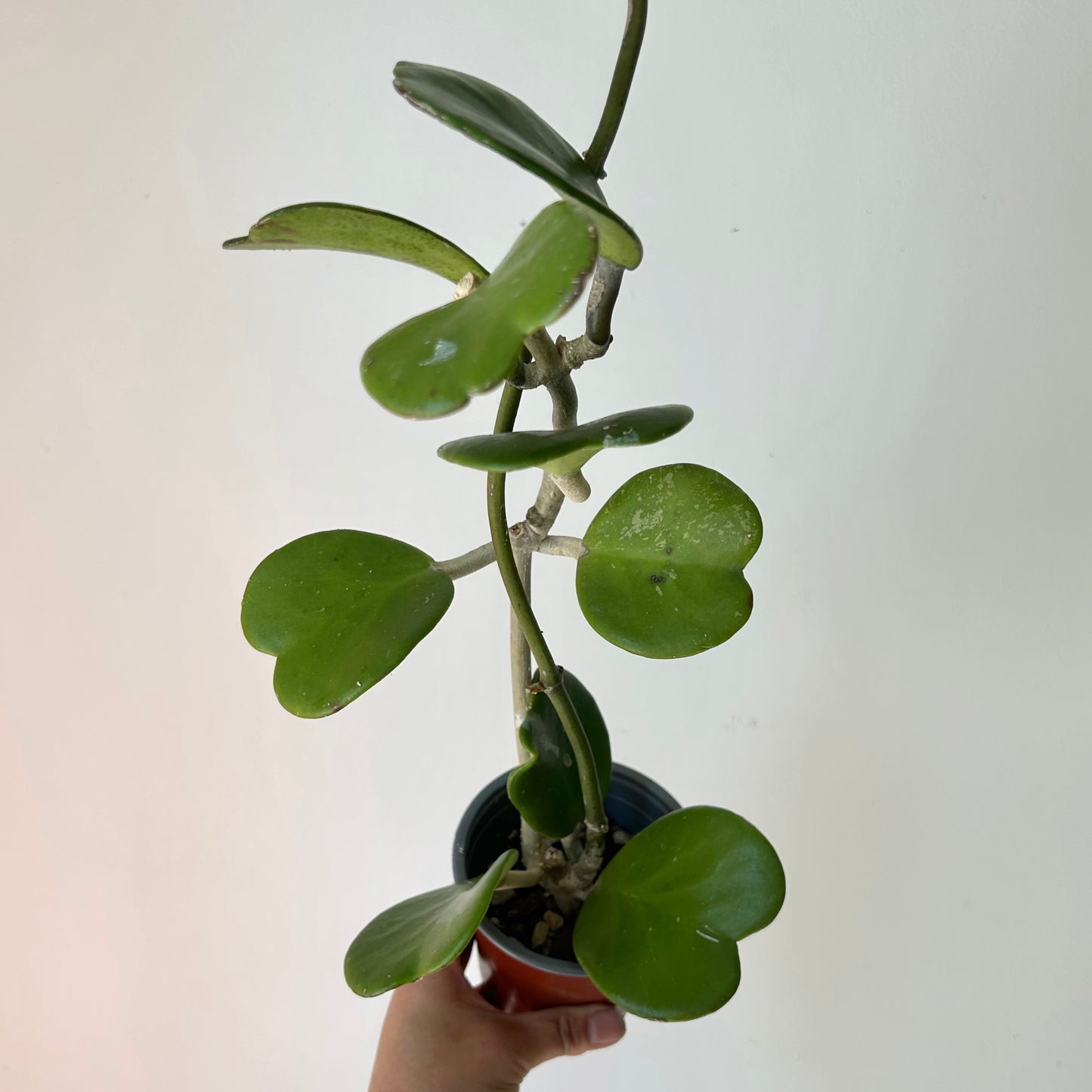 Sweetheart Hoya Vine (Kerrii) 4”pot