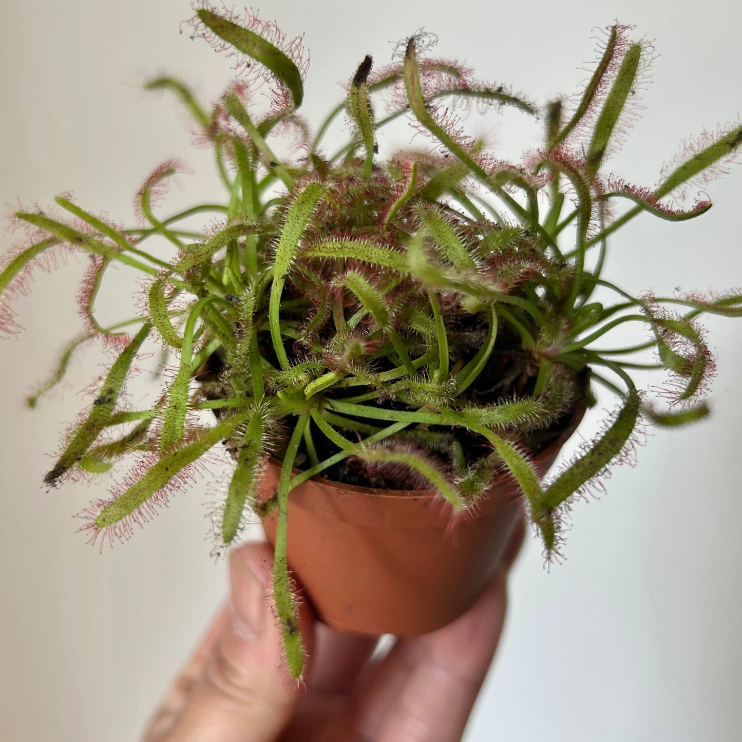 Drosera 2.5””pot
