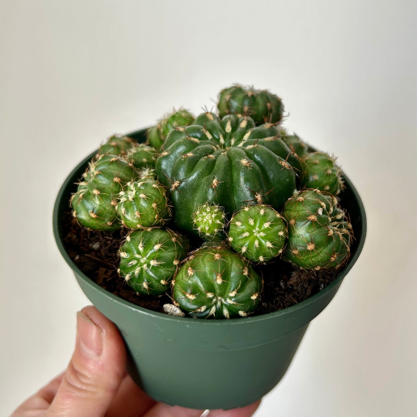 Matucana Polzii 4” pot