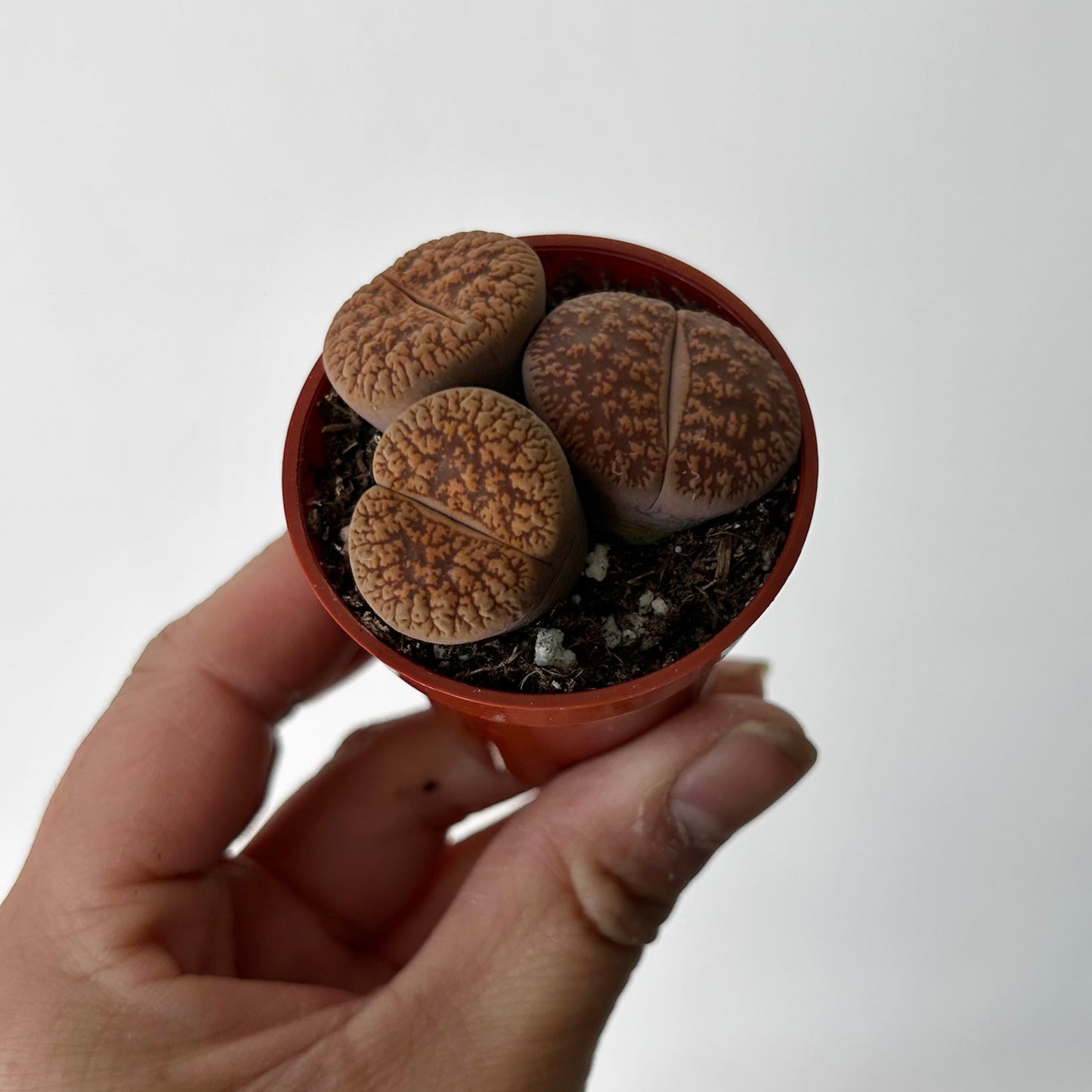 Living Stones (Lithops) 2” pot