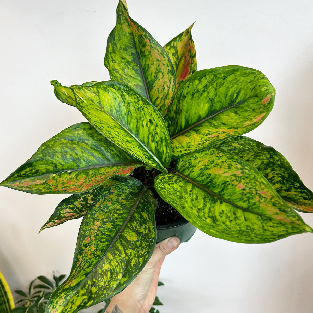 Aglaonema “Heng Heng” 6”pot House of Plants