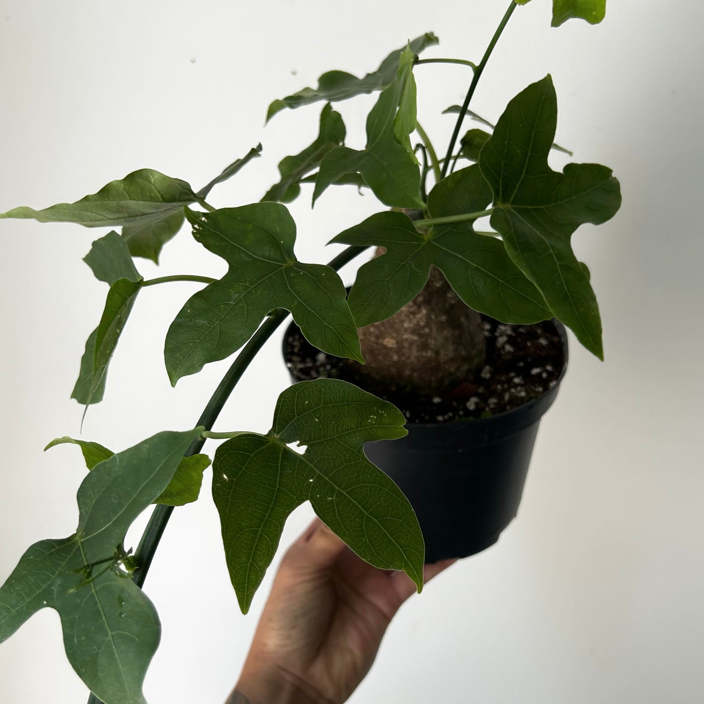 Adenia vividiflora 6” pot