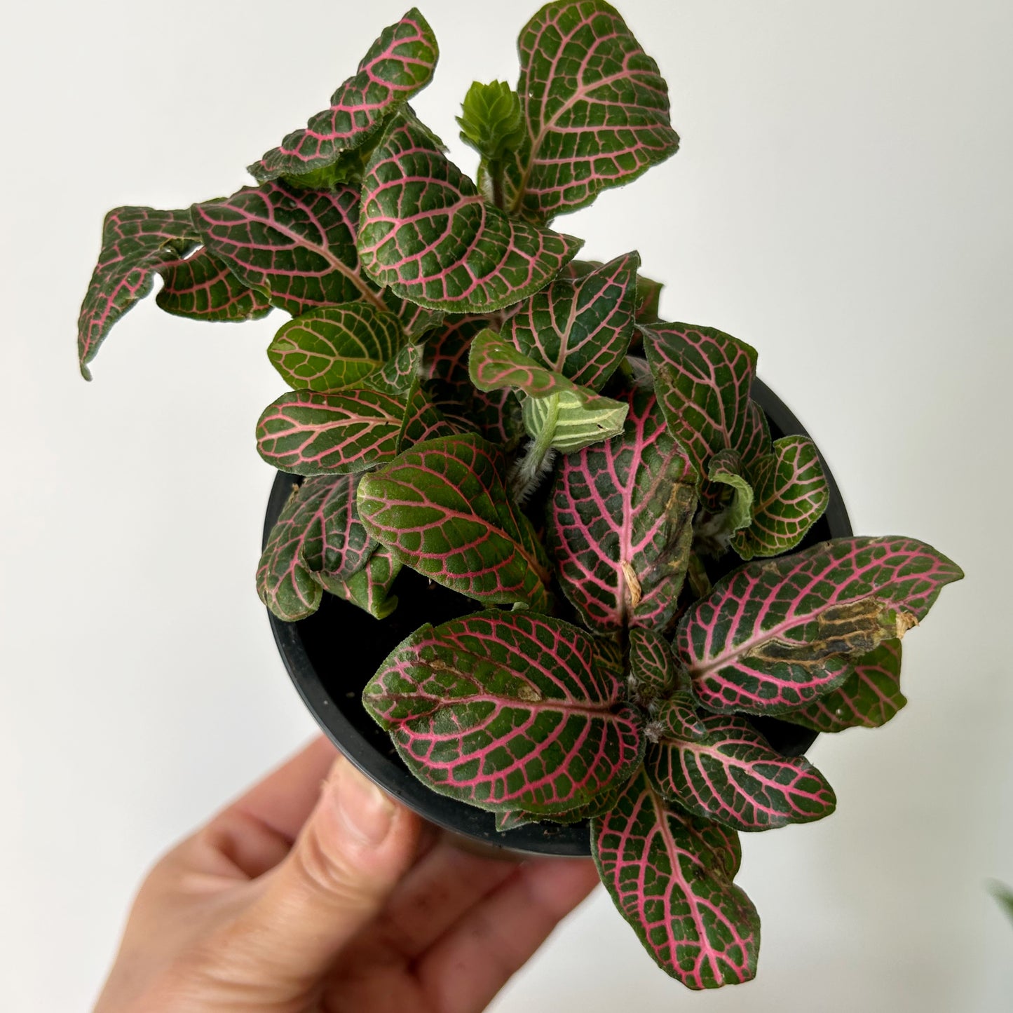 Pink Nerve Plant (Fittonia) 3.5” pot