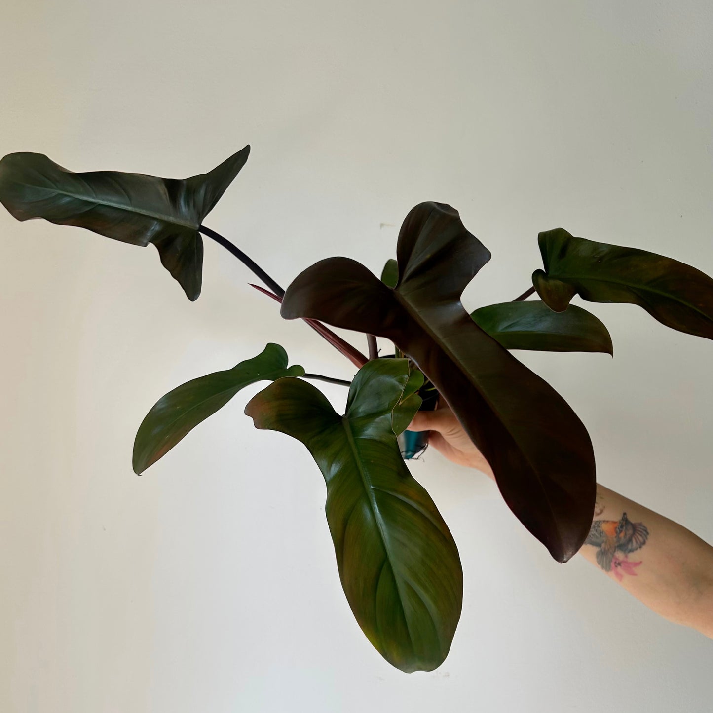 Philodendron Florida Bronze 3.5" pot