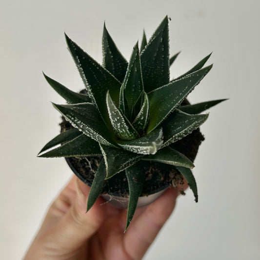 Haworthia herbacea 2.5” pot