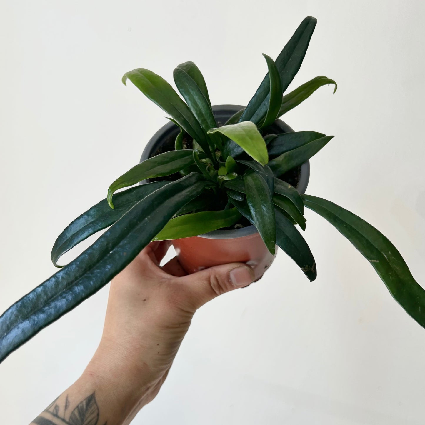 Blue Oil Fern (Microsorum thailandicum) 4” pot