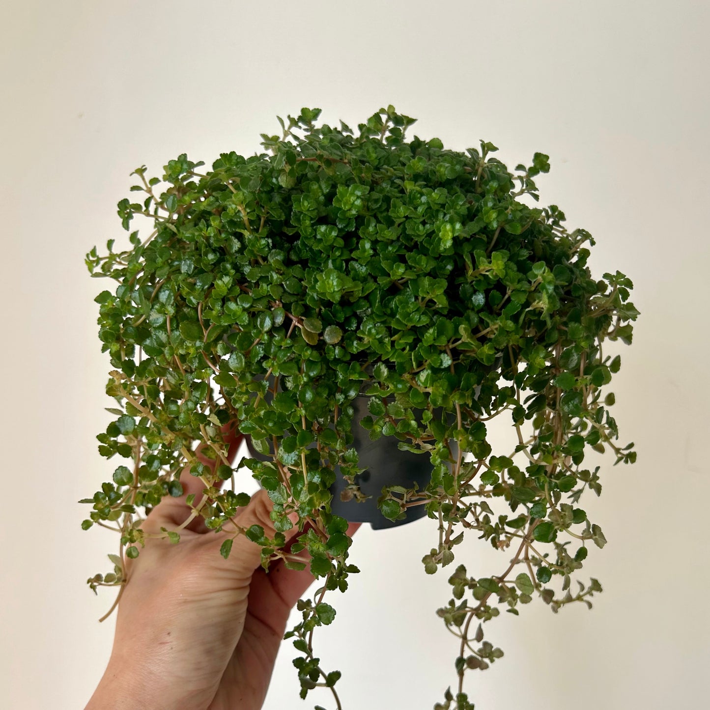 Pilea depressa 5”pot